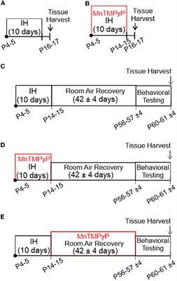 A consequence of immature breathing induces persistent changes in hippocampal synaptic plasticity and behavior: a role of prooxidant state and NMDA receptor imbalance